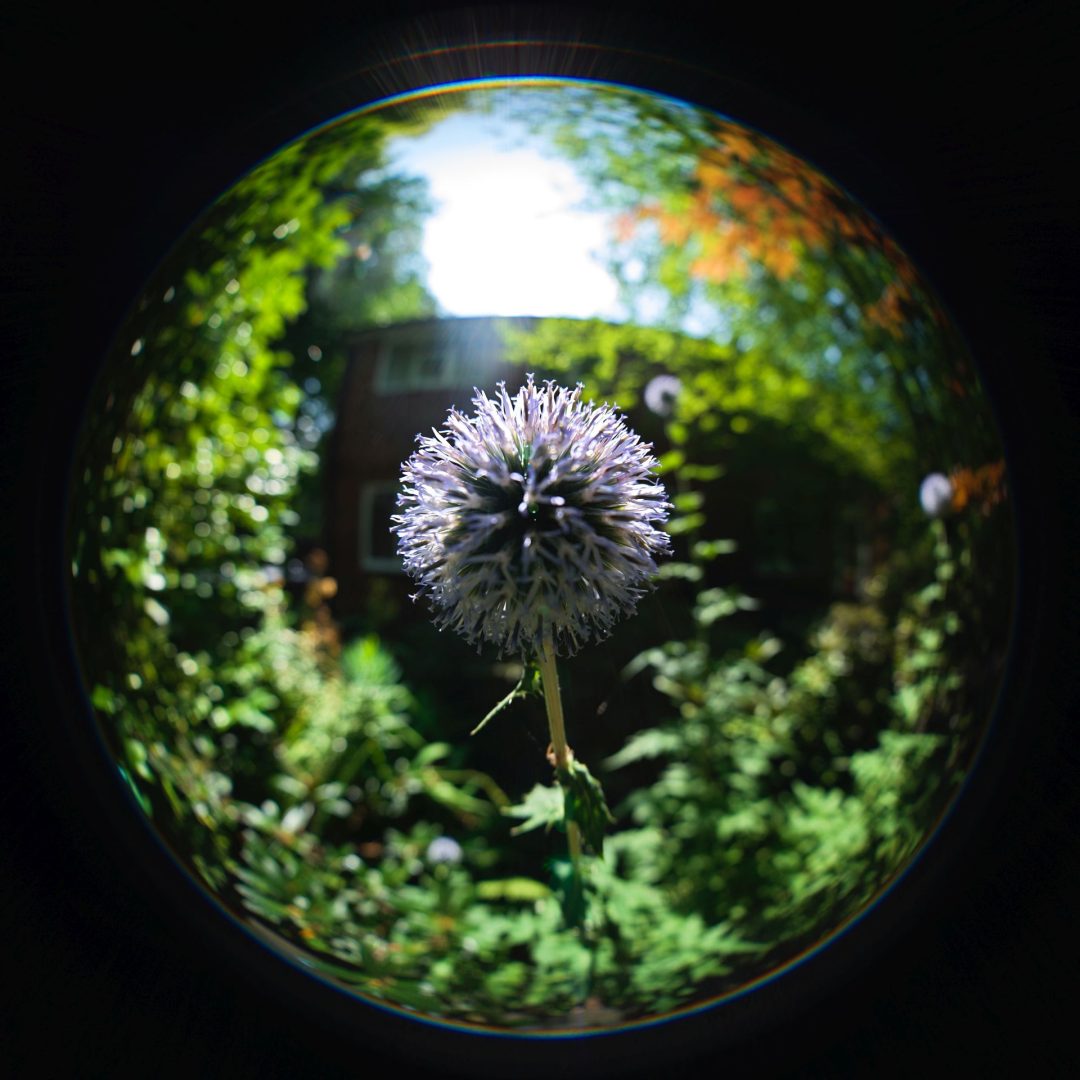 fisheye lens sample image