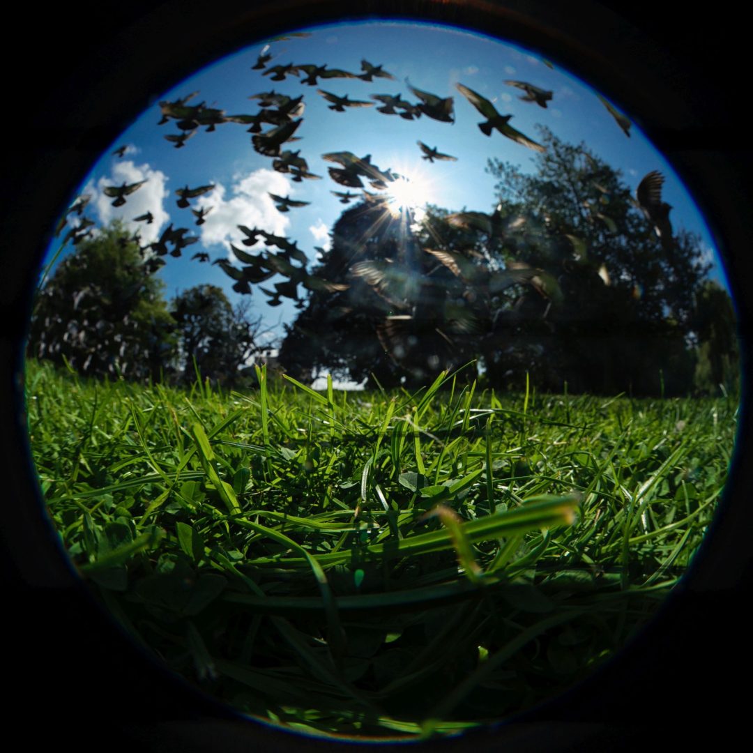 laowa 8-15 mm medium format