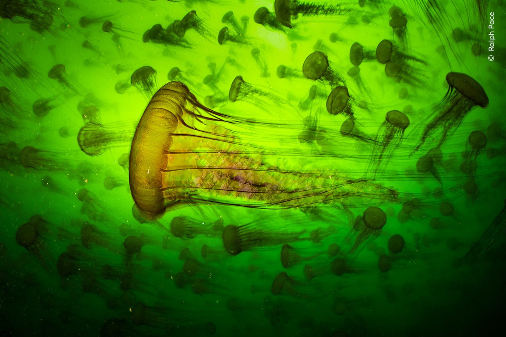 Wildlife photographer of the year 2025 highly commended
