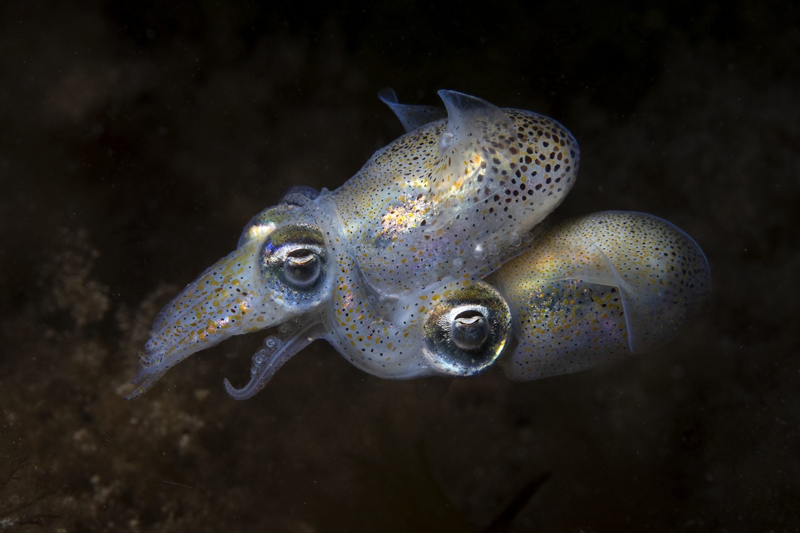 Ocean Photographer of the Year 2025 Finalists Reveal the Stunning and Stark Reality of Our Blue Planet