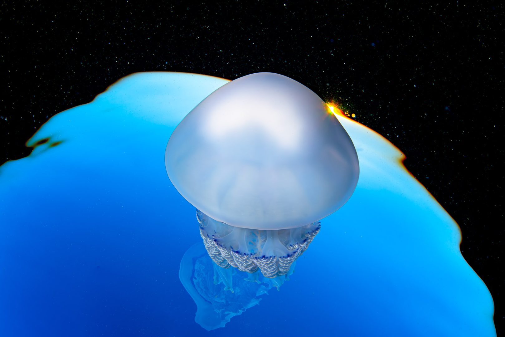 Ocean Photographer of the Year 2025 Finalists Reveal the Stunning and Stark Reality of Our Blue Planet