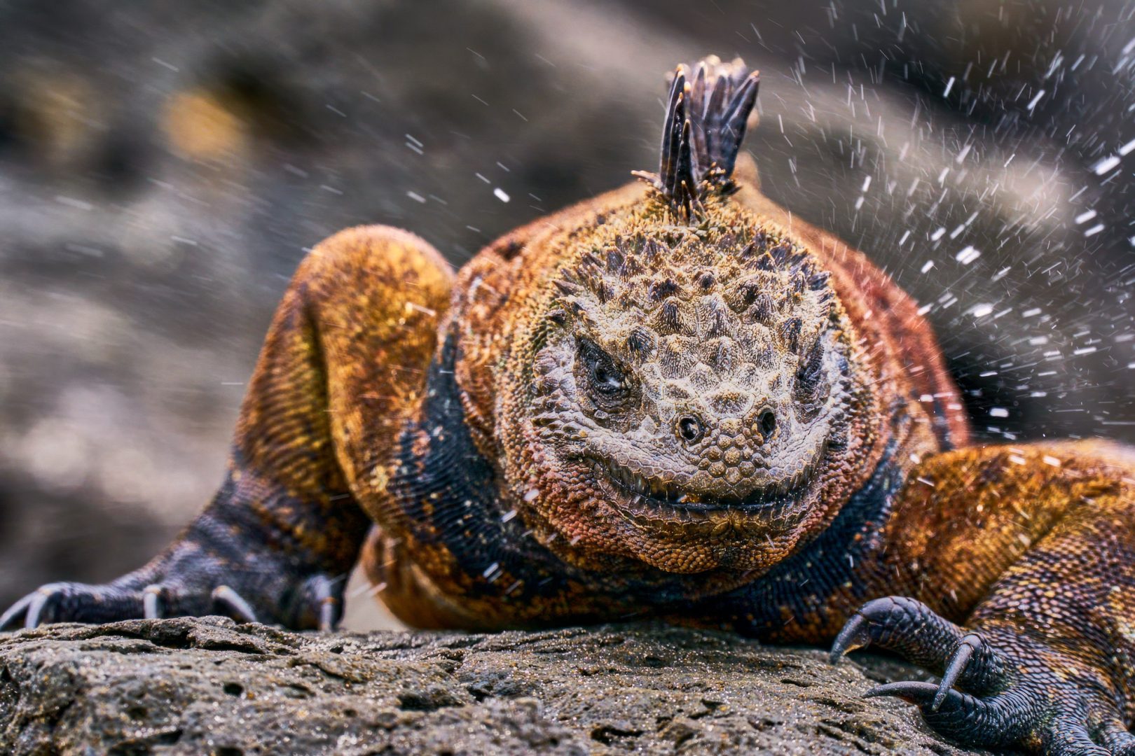 Ocean Photographer of the Year 2025 Finalists Reveal the Stunning and Stark Reality of Our Blue Planet