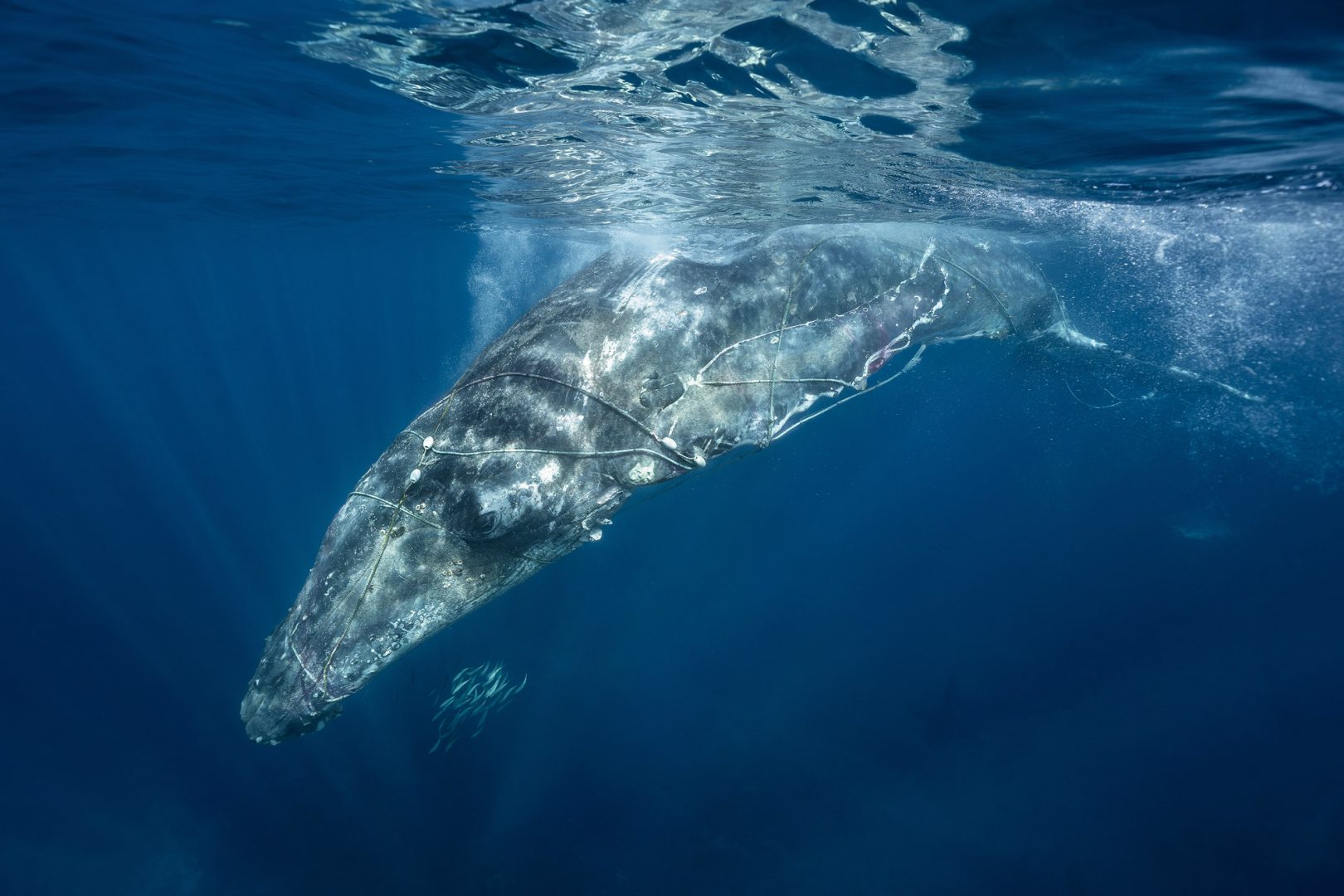 Ocean Photographer of the Year 2025 Finalists Reveal the Stunning and Stark Reality of Our Blue Planet