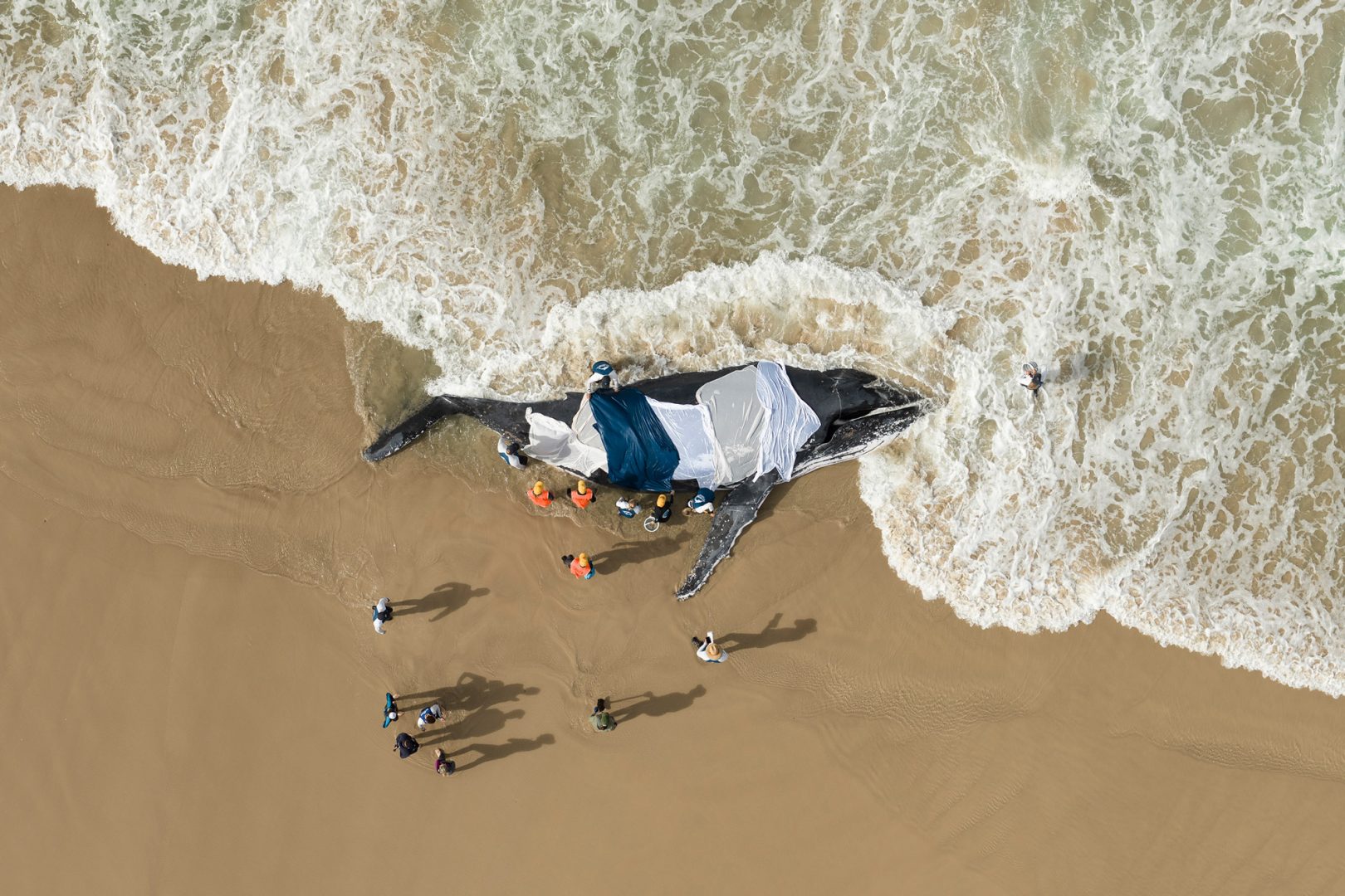 Ocean Photographer of the Year 2025 Finalists Reveal the Stunning and Stark Reality of Our Blue Planet