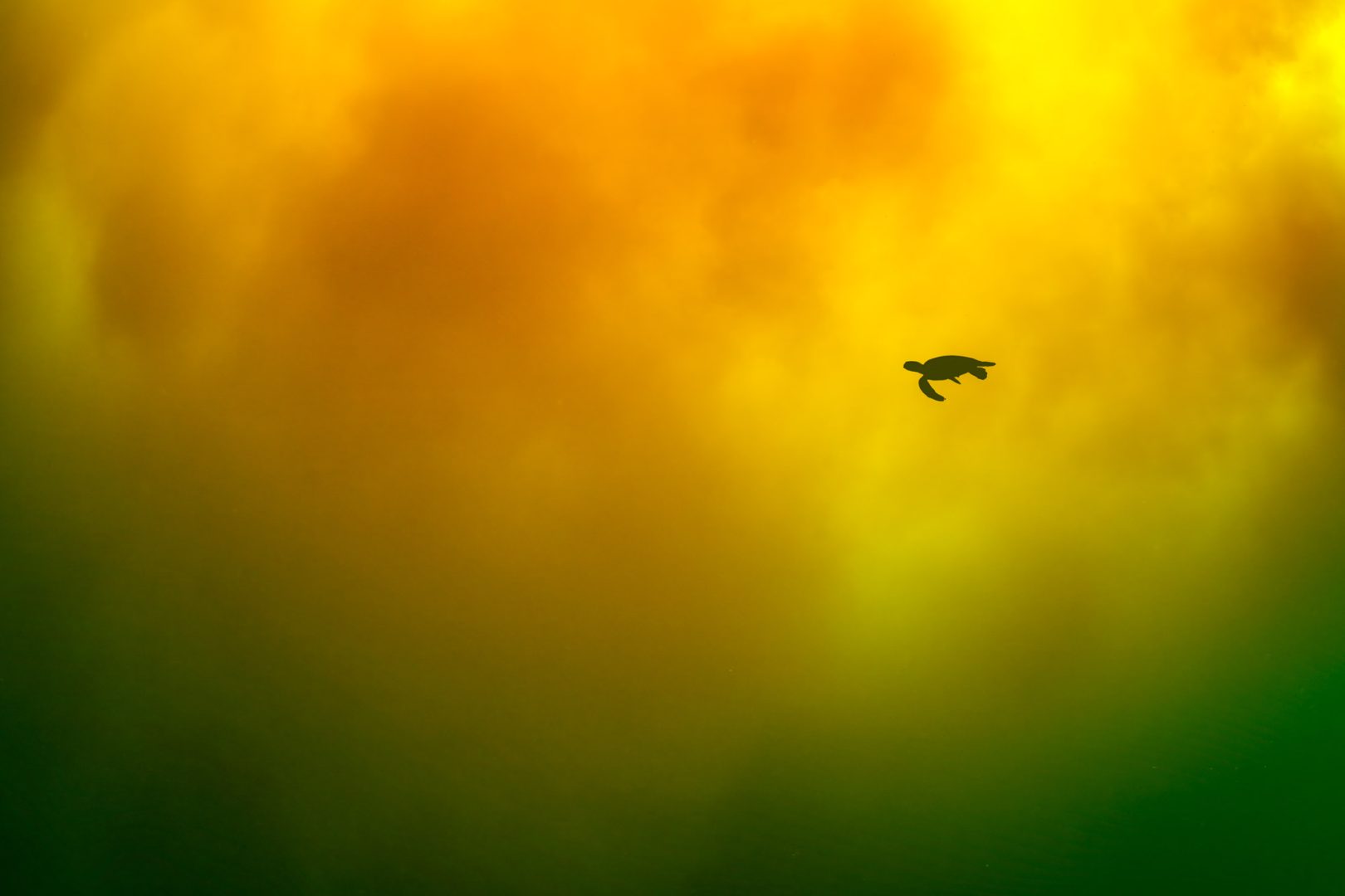 Ocean Photographer of the Year 2025 Finalists Reveal the Stunning and Stark Reality of Our Blue Planet