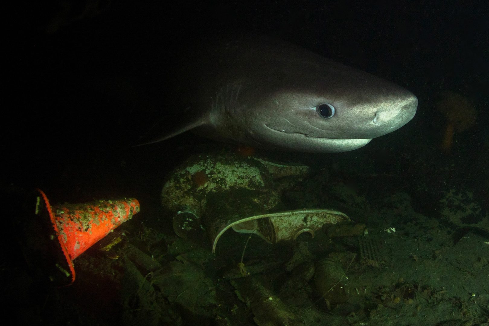 Ocean Photographer of the Year 2025 Finalists Reveal the Stunning and Stark Reality of Our Blue Planet