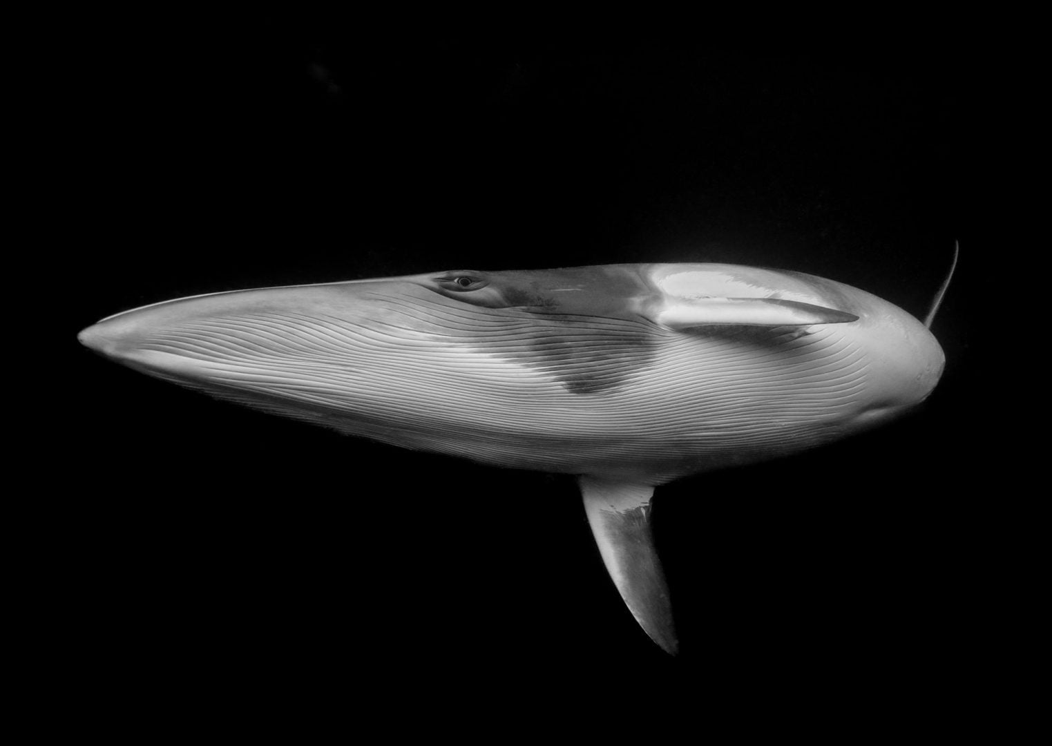 Ocean Photographer of the Year 2025 Finalists Reveal the Stunning and Stark Reality of Our Blue Planet