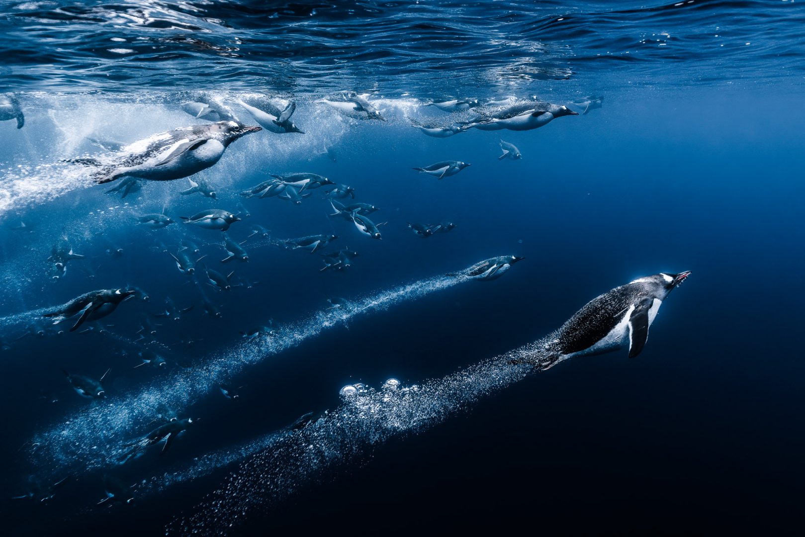 Ocean Photographer of the Year 2025 Finalists Reveal the Stunning and Stark Reality of Our Blue Planet