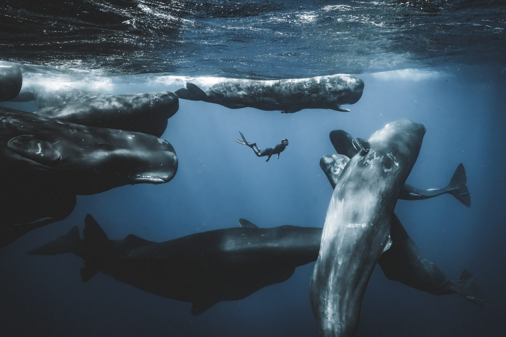 Ocean Photographer of the Year 2025 Finalists Reveal the Stunning and Stark Reality of Our Blue Planet
