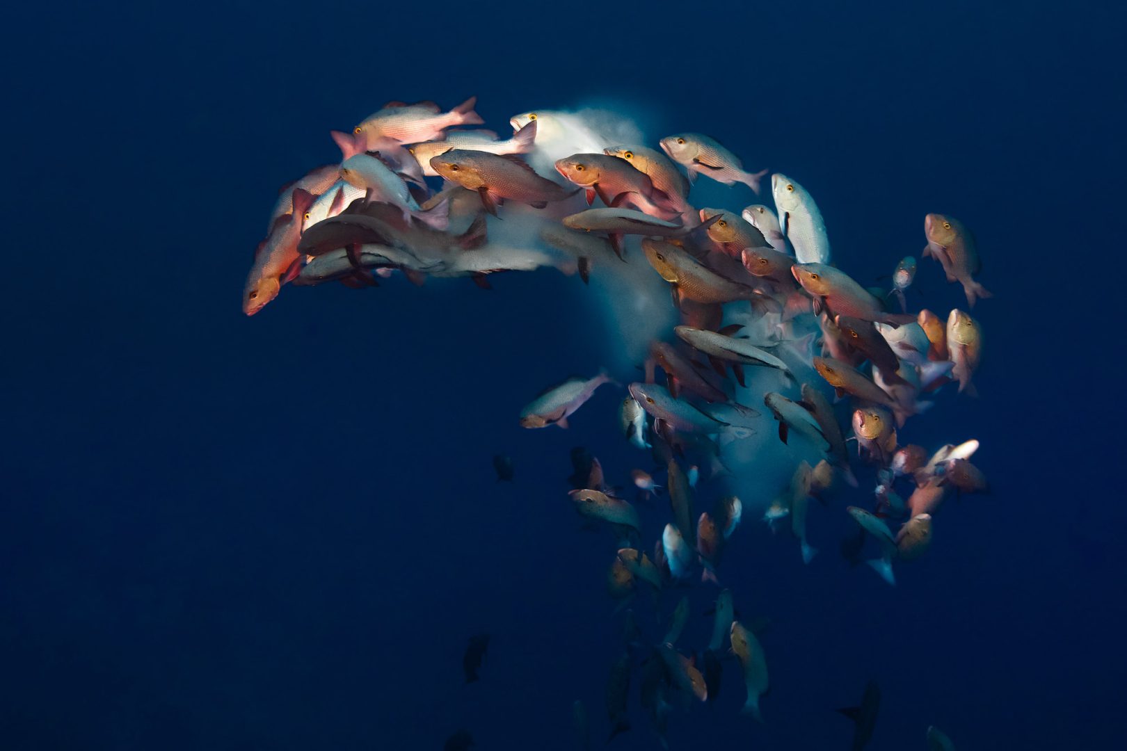 Ocean Photographer of the Year 2025 Finalists Reveal the Stunning and Stark Reality of Our Blue Planet