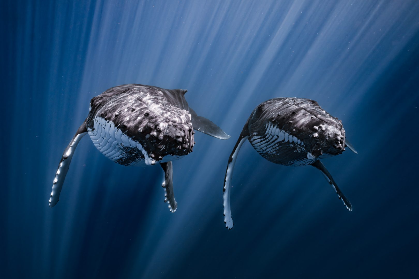 Ocean Photographer of the Year 2025 Finalists Reveal the Stunning and Stark Reality of Our Blue Planet