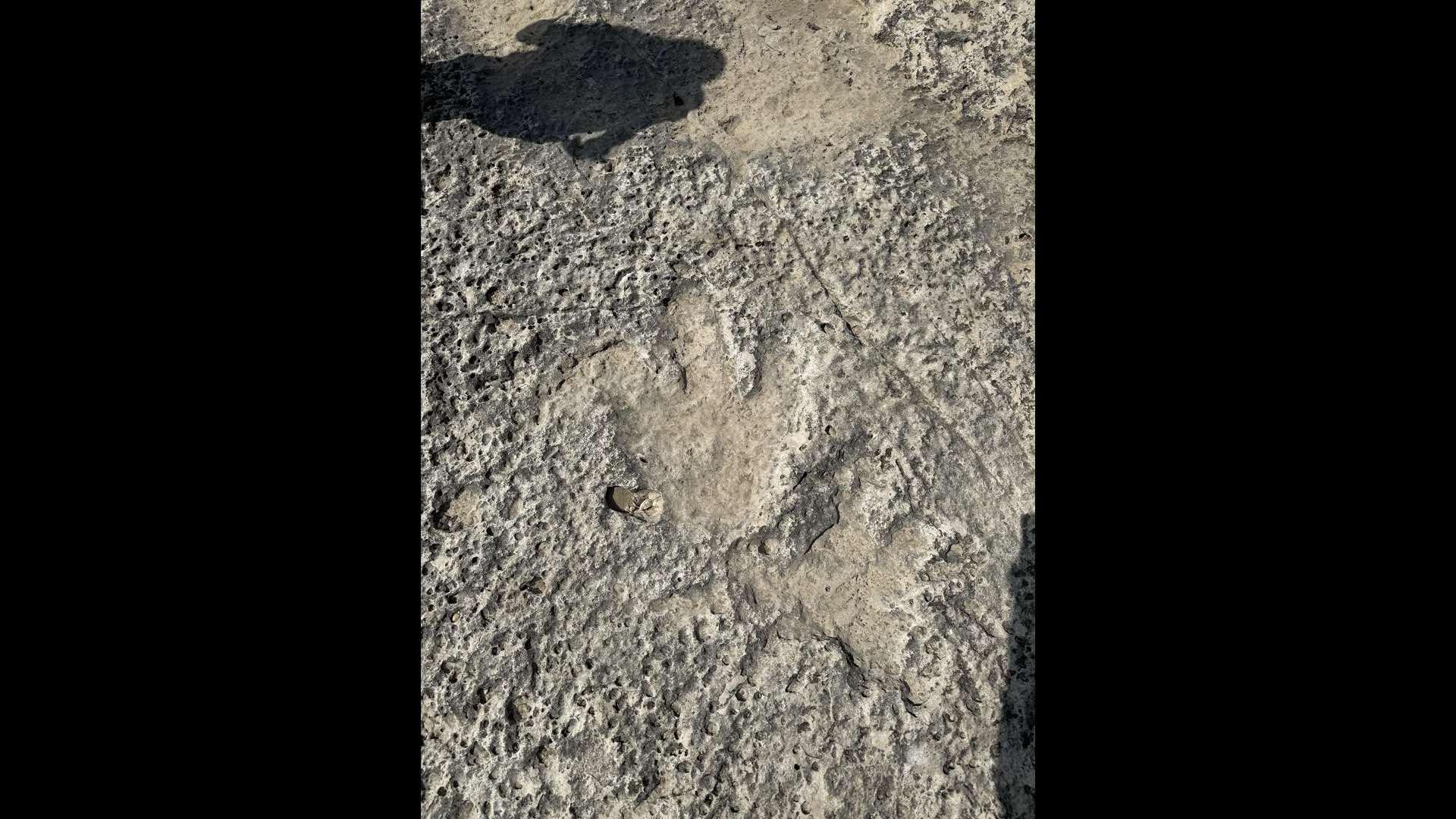 Two dinosaur footprints