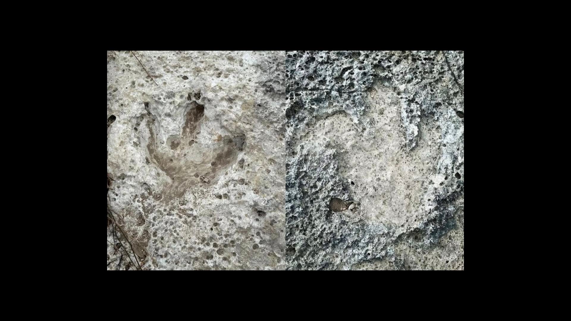 Two dinosaur footprints