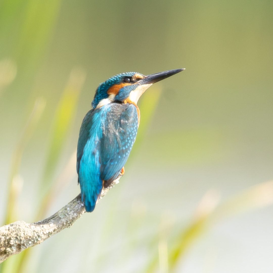 wildlife photography for beginners