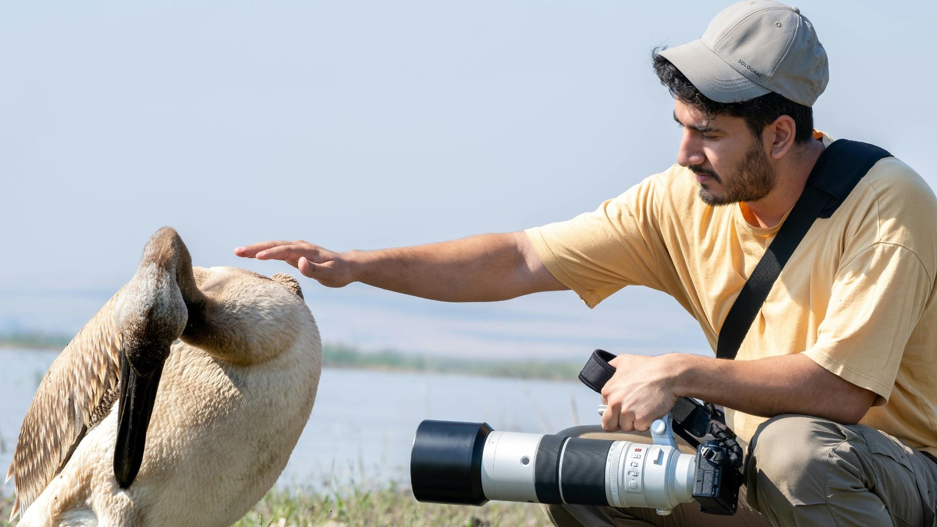 Wildlife photographer wearing yellow shirt and cap extends hand toward large pelican while holding professional camera with telephoto lens outdoors.