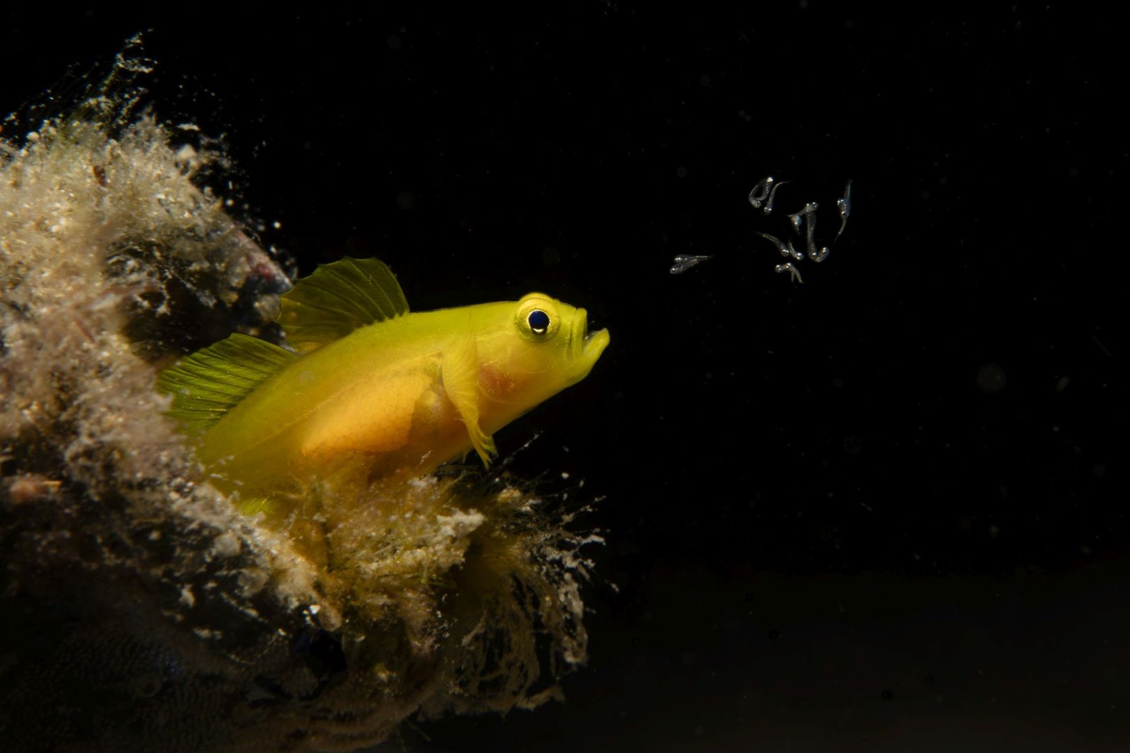  Ocean Photographer of the Year 2025