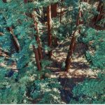 Bird's eye view of dense forest canopy showing tall tree trunks, lush green foliage, and dappled sunlight filtering through branches.