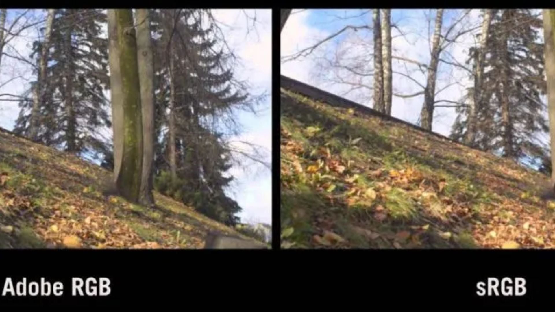Color space comparison showing Adobe RGB versus sRGB rendering of forest hillside with fallen leaves, moss-covered ground, and evergreen trees in background.