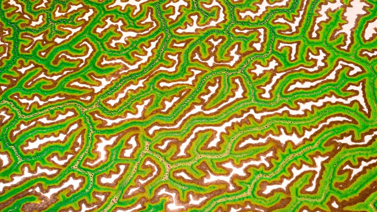 Decentraland ArtWeek 2025: Touching Grass