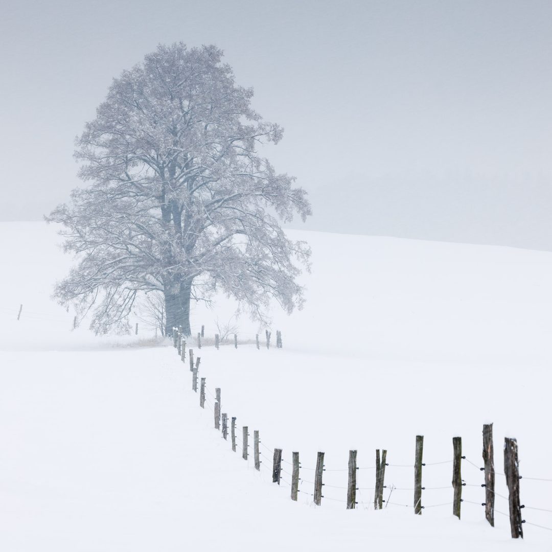 minimalist photography awards