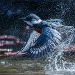 audubon photography contest