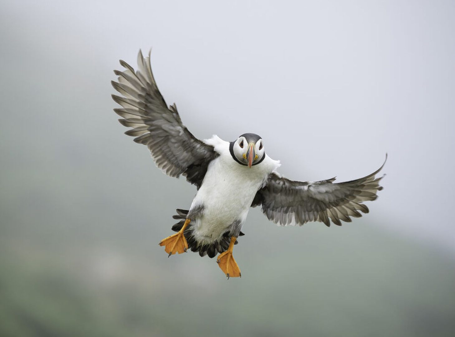 puffin