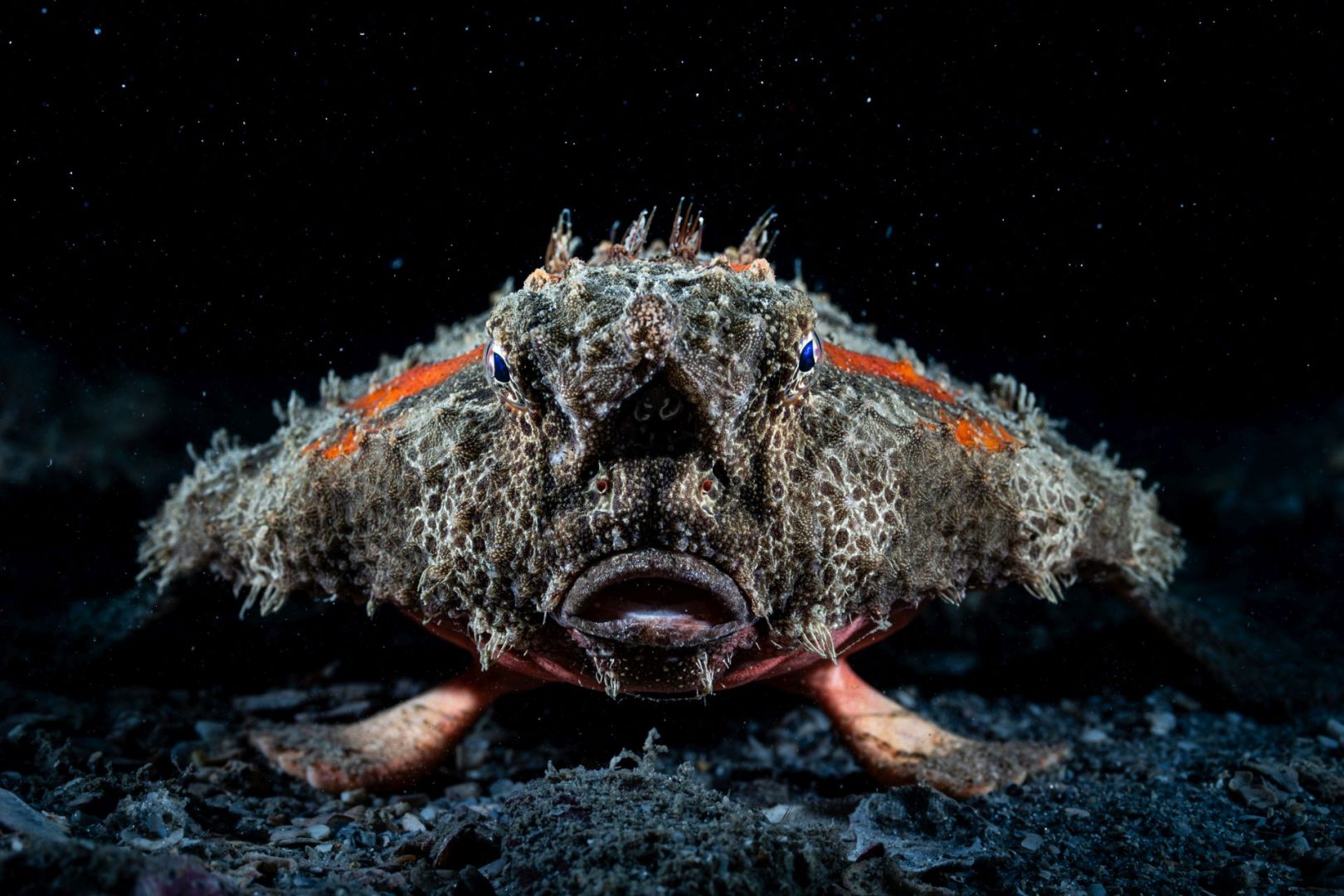  Ocean Photographer of the Year 2025