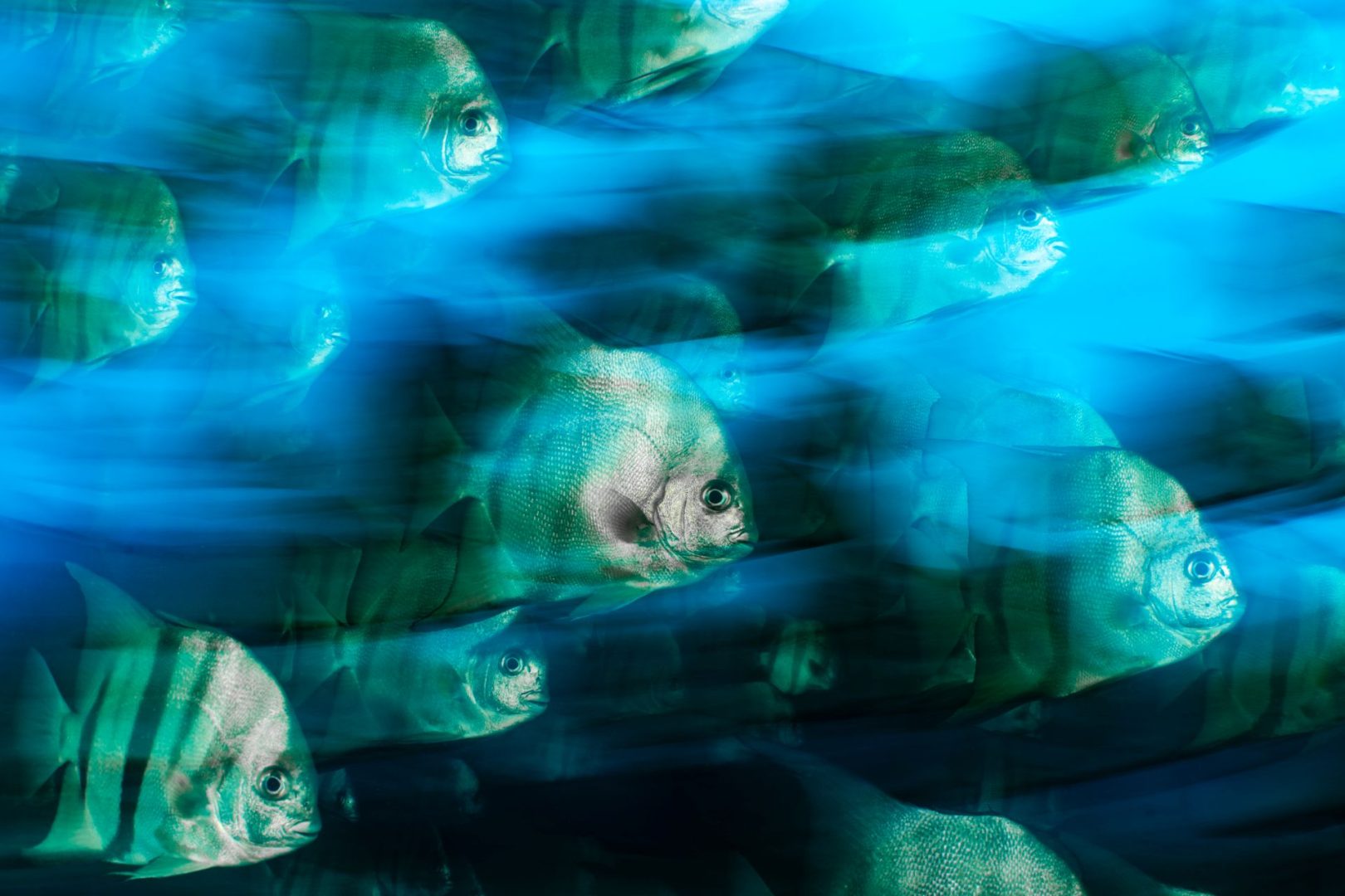  Ocean Photographer of the Year 2025