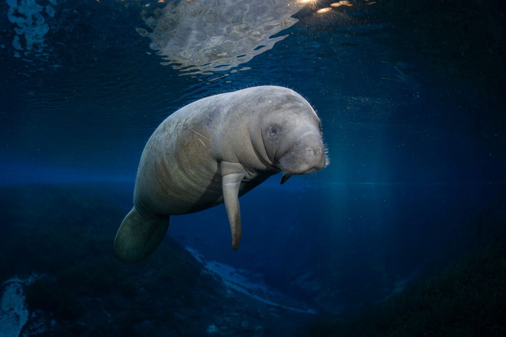  Ocean Photographer of the Year 2025