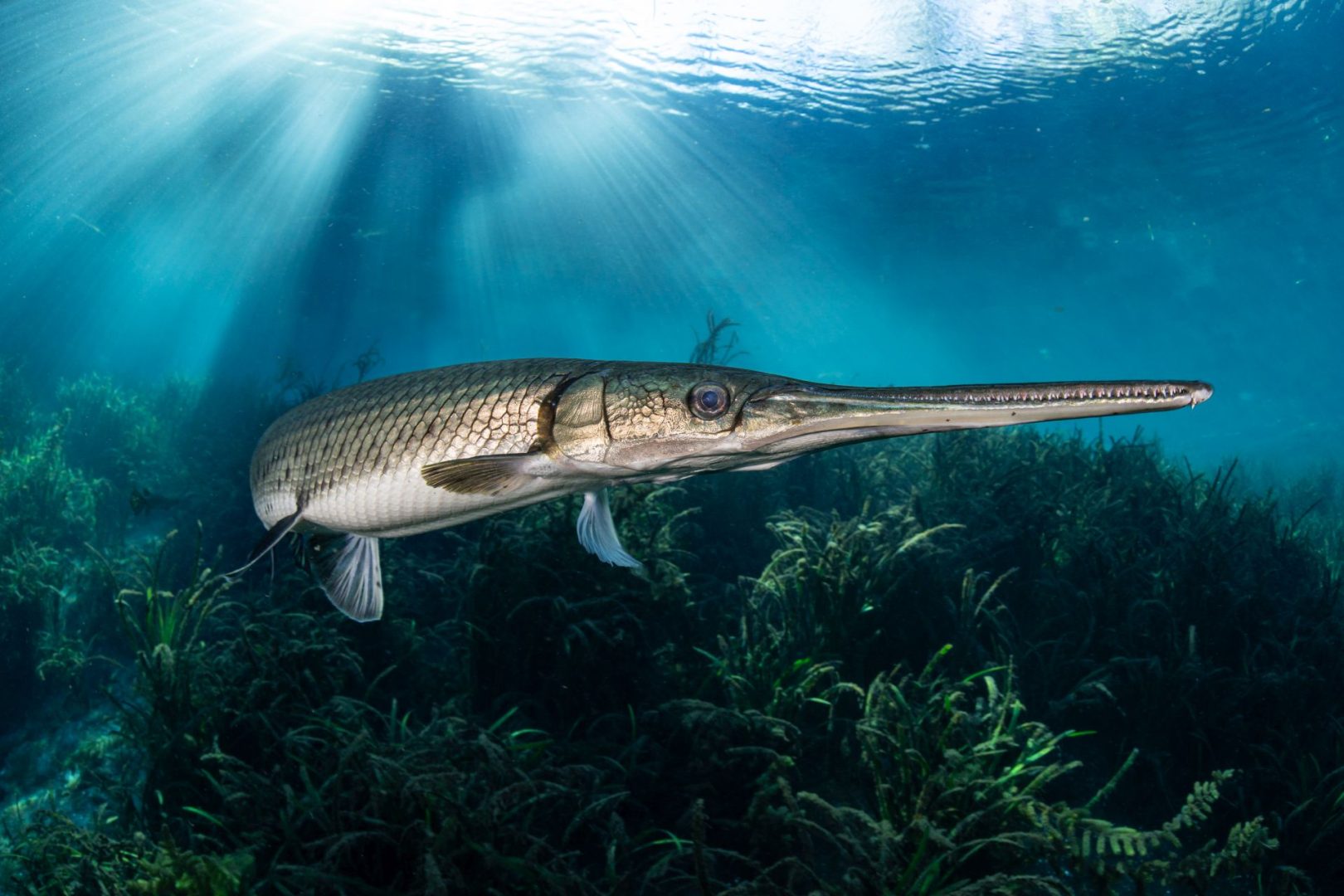  Ocean Photographer of the Year 2025