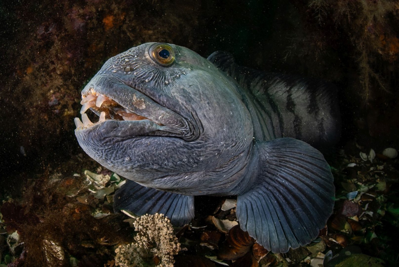  Ocean Photographer of the Year 2025