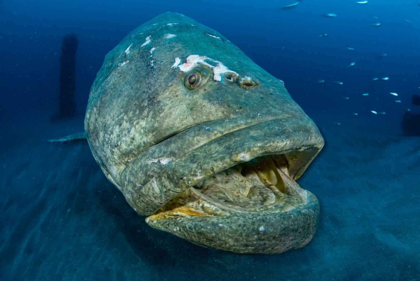  Ocean Photographer of the Year 2025