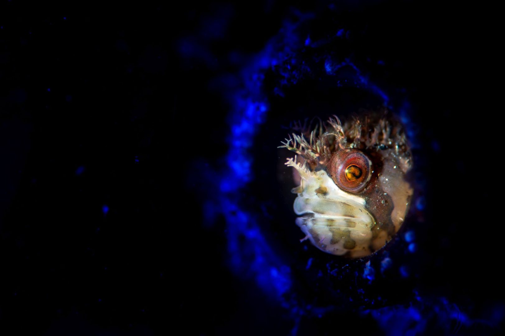  Ocean Photographer of the Year 2025