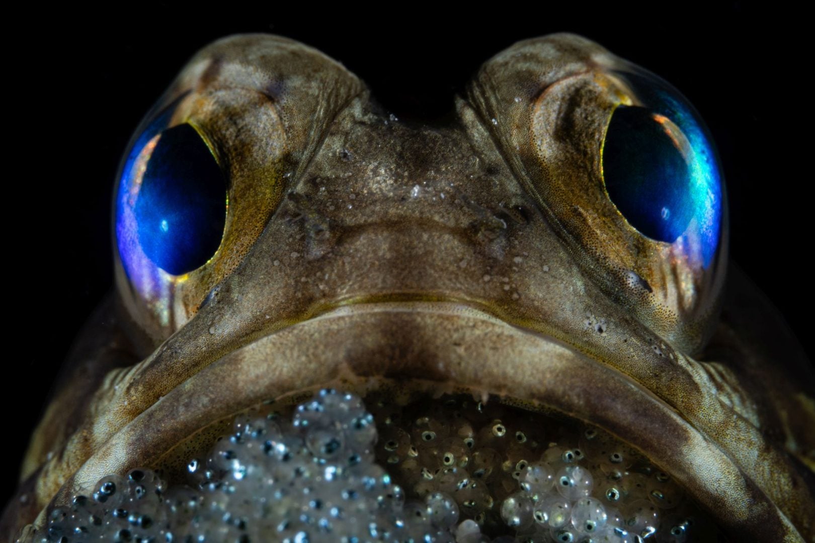  Ocean Photographer of the Year 2025