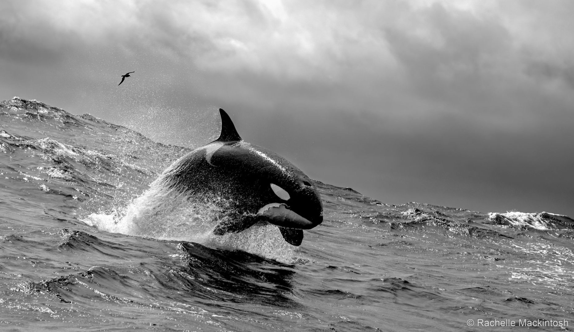 australian geographic competition nature photographer of the year