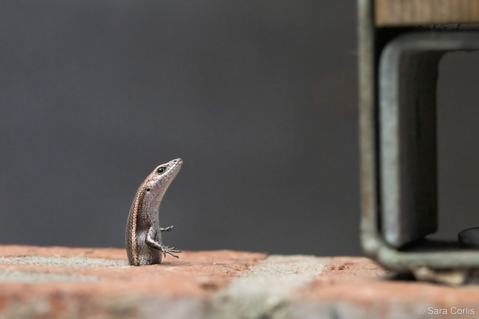 australian geographic competition nature photographer of the year