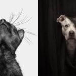 katie brockman winner international pet photography awards