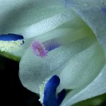 nikon small world in motion 2025