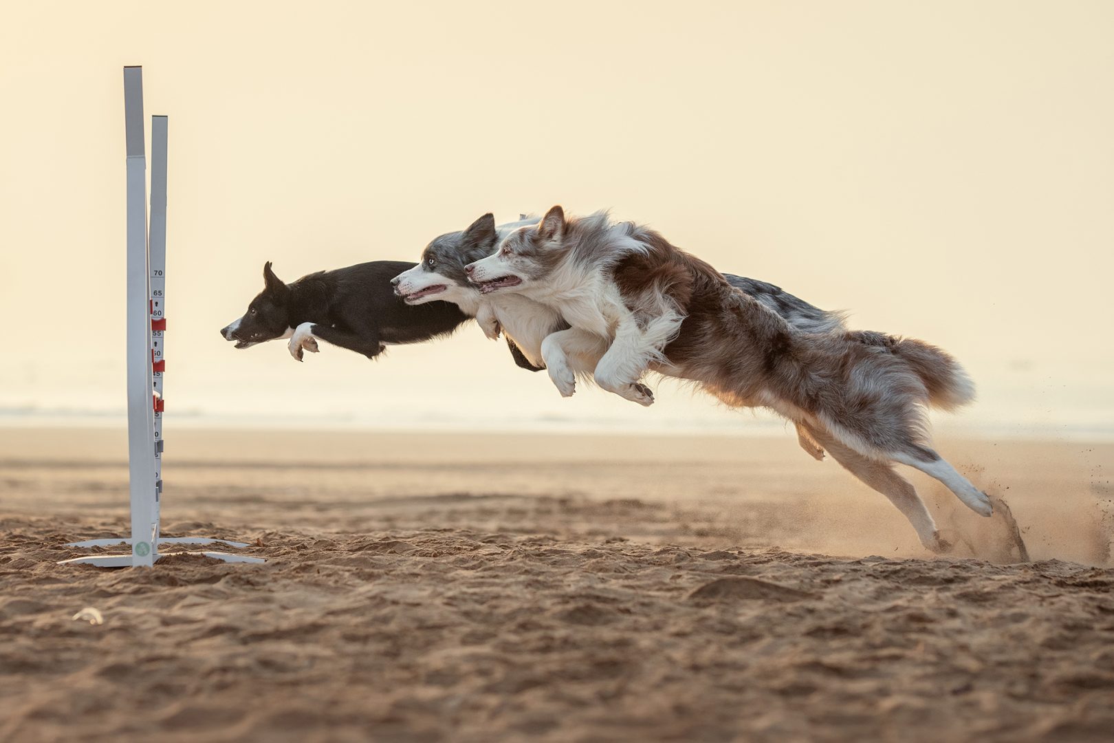 These Dog Photographer of the Year Winning Photos Will Have Your Tail Wagging All Day