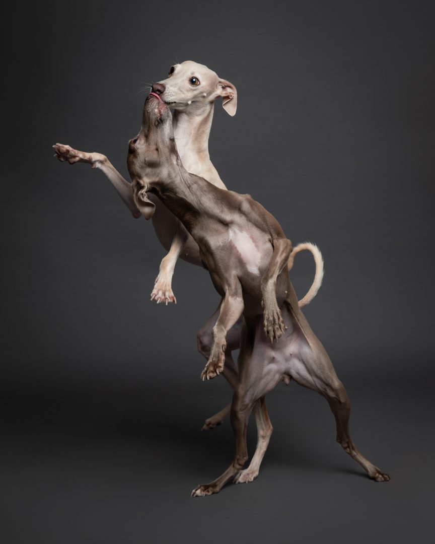 These Dog Photographer of the Year Winning Photos Will Have Your Tail Wagging All Day
