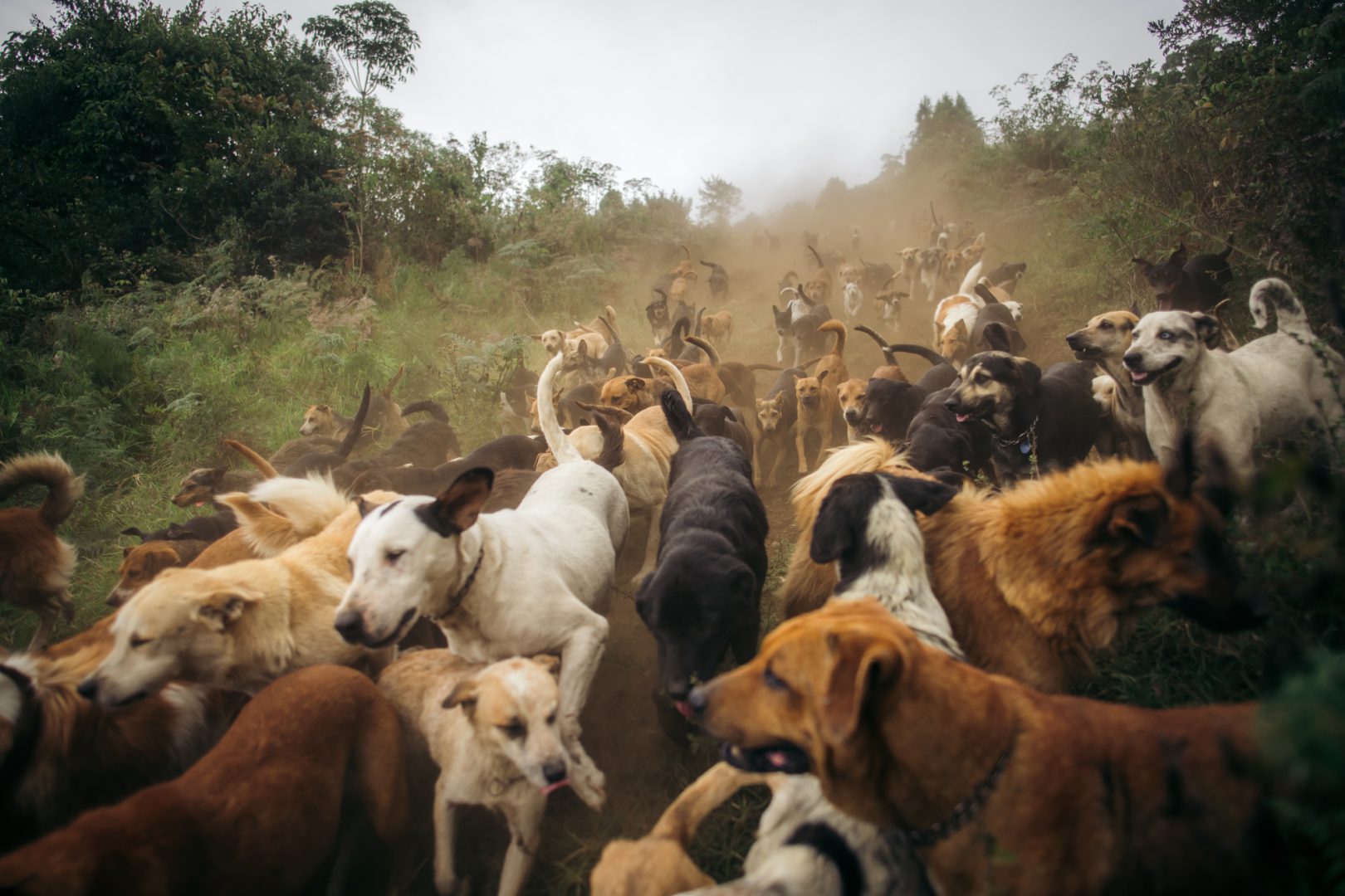 These Dog Photographer of the Year Winning Photos Will Have Your Tail Wagging All Day