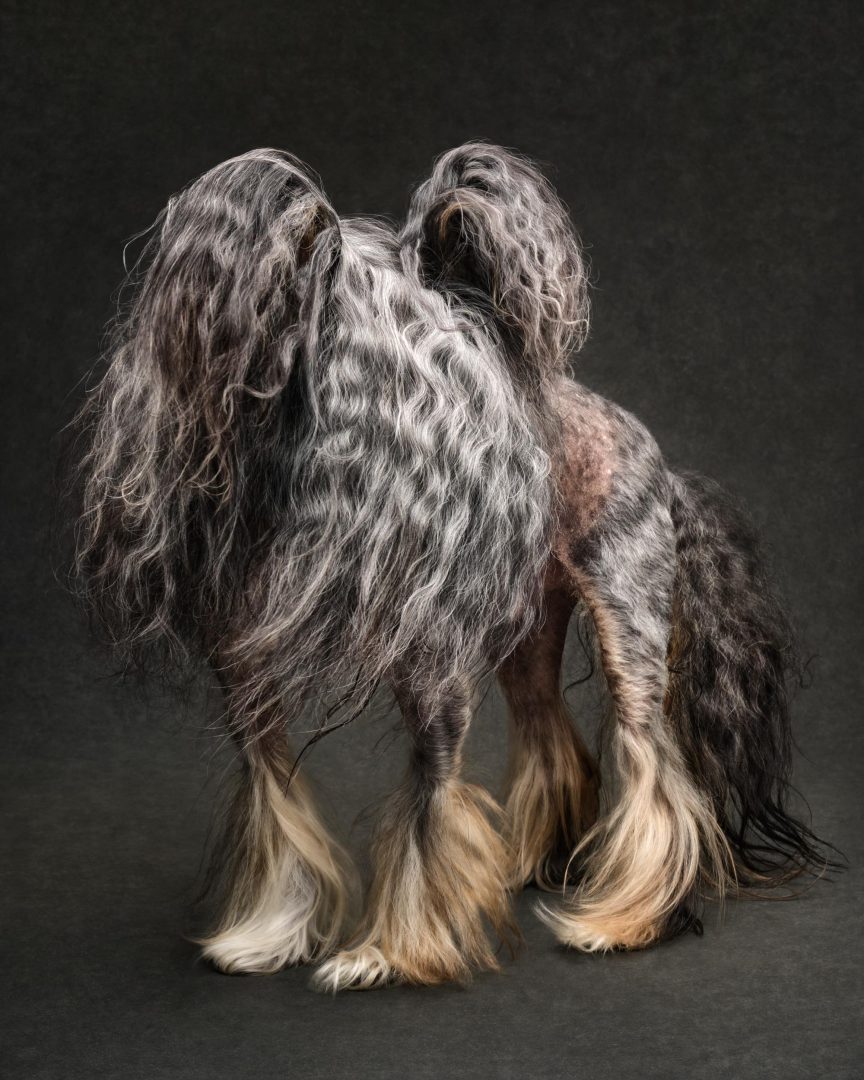 These Dog Photographer of the Year Winning Photos Will Have Your Tail Wagging All Day