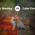 Split screen showing leopard in wildlife setting, left side with warm orange color grading, right side with neutral color correction, demonstrating post-production differences.