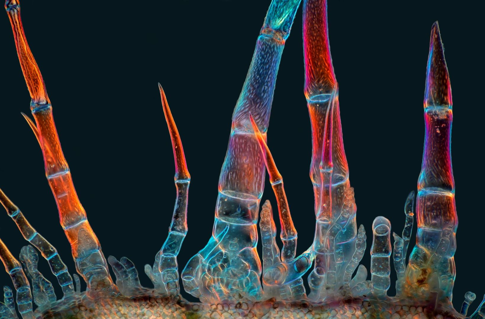 microscopic photography contest