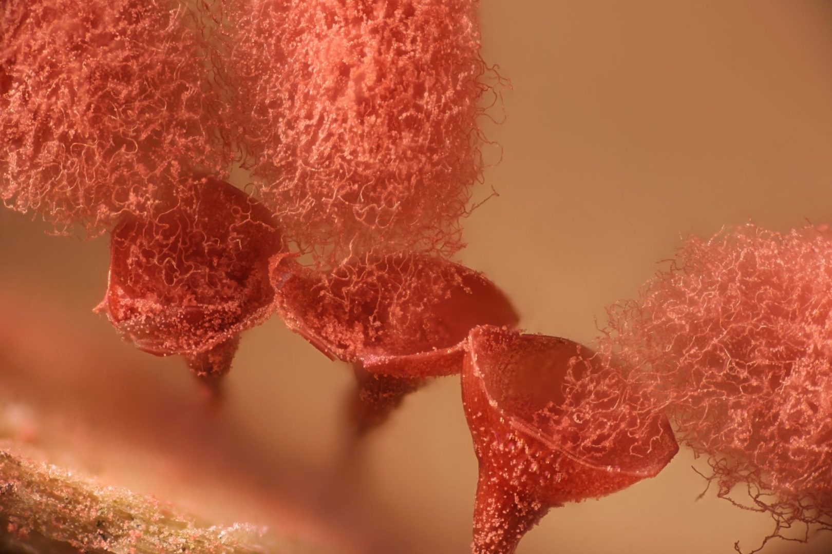 microscopic photography contest
