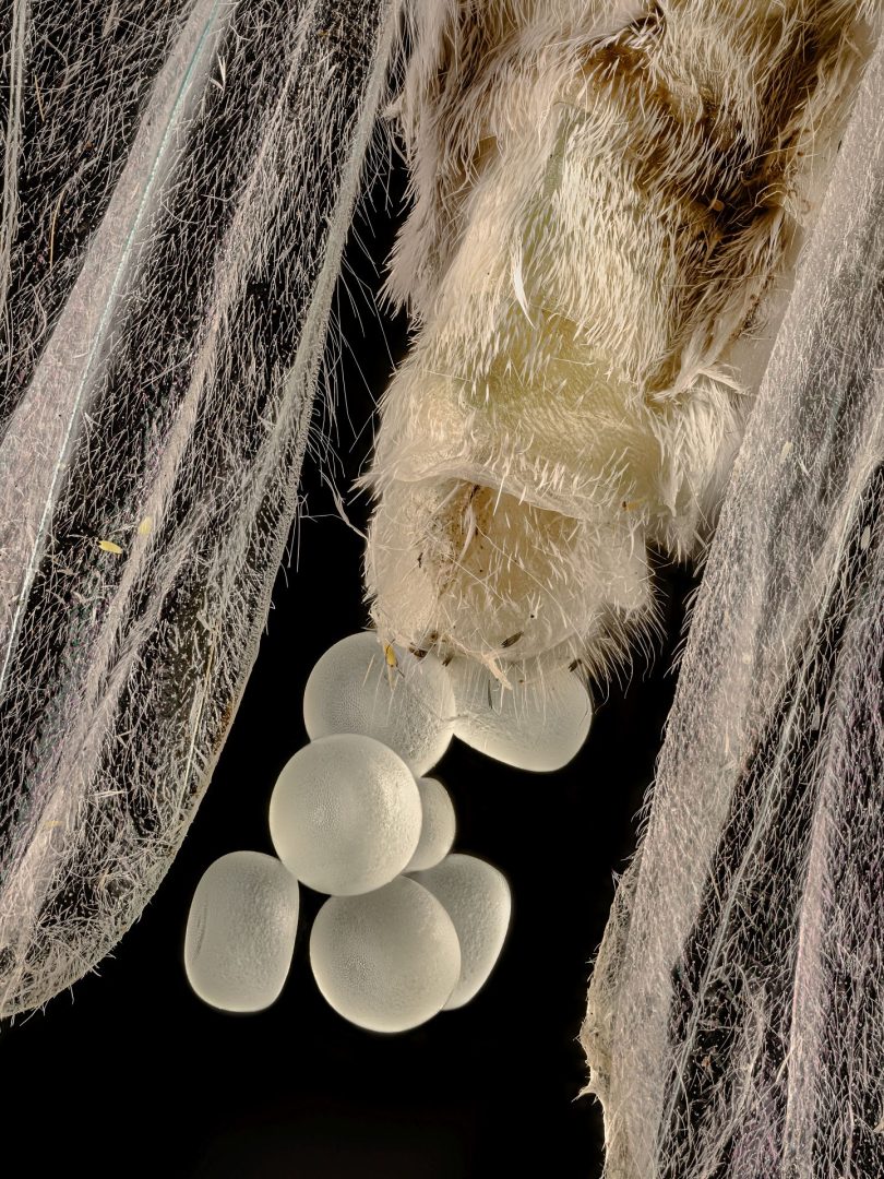 microscopic photography contest