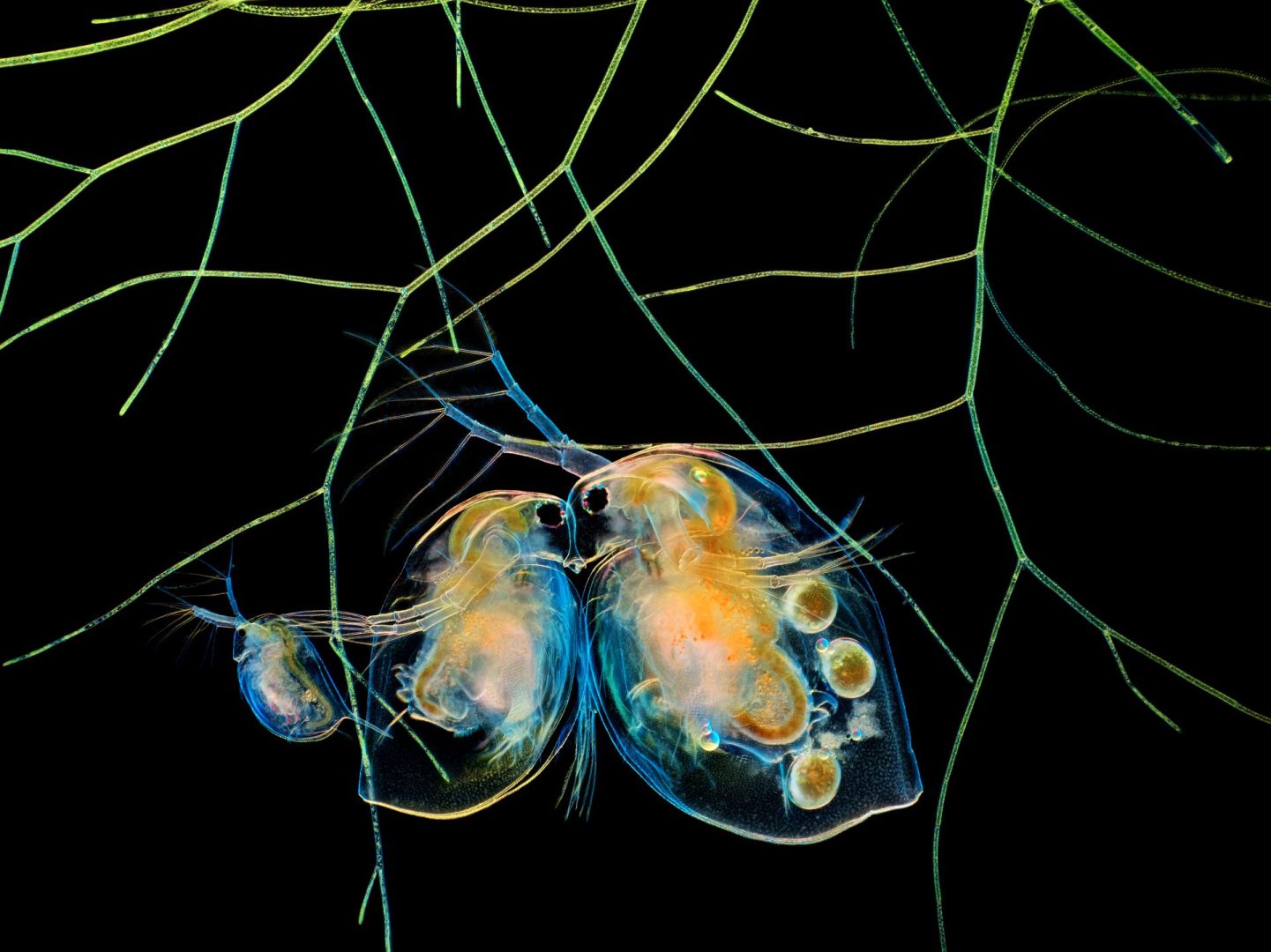 microscopic photography contest