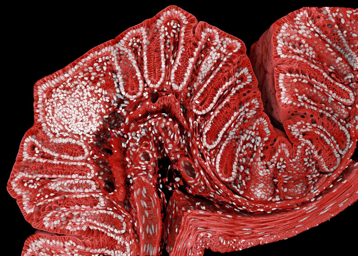 microscopic photography contest