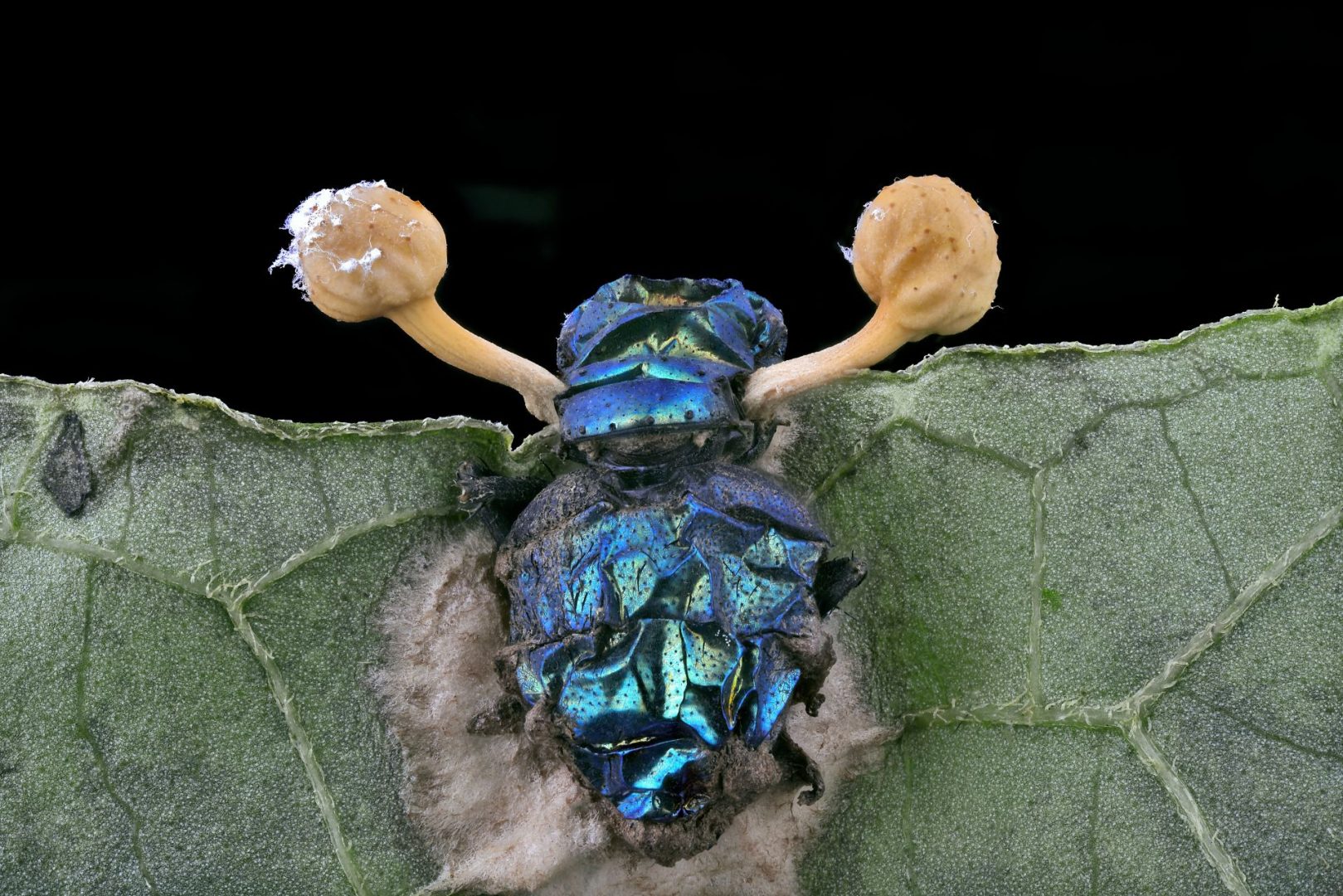 microscopic photography contest