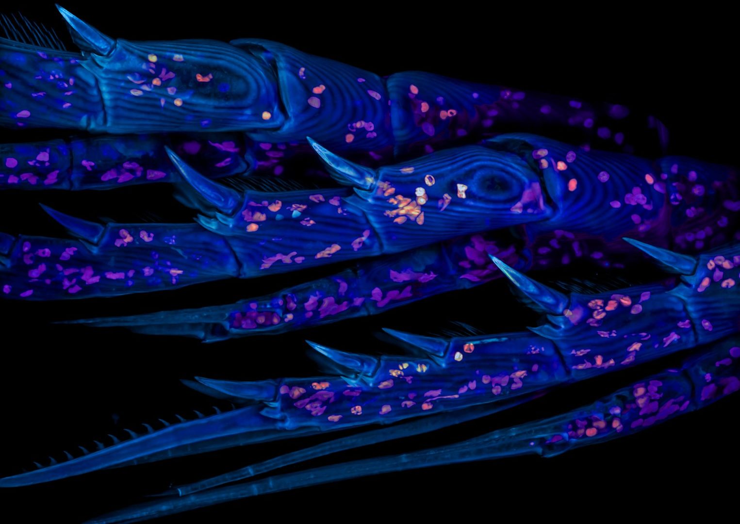 microscopic photography contest